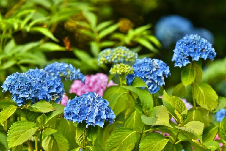 À quelle période couper les hortensias dans l'année ?, Saint-Jean-de-Luz, RM PRESTA CAMPING